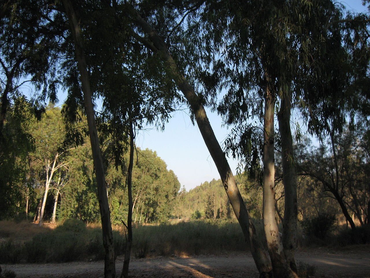 יער חורשים: ריאה ירוקה, 10 דקות מכפר סבא - שביליסט